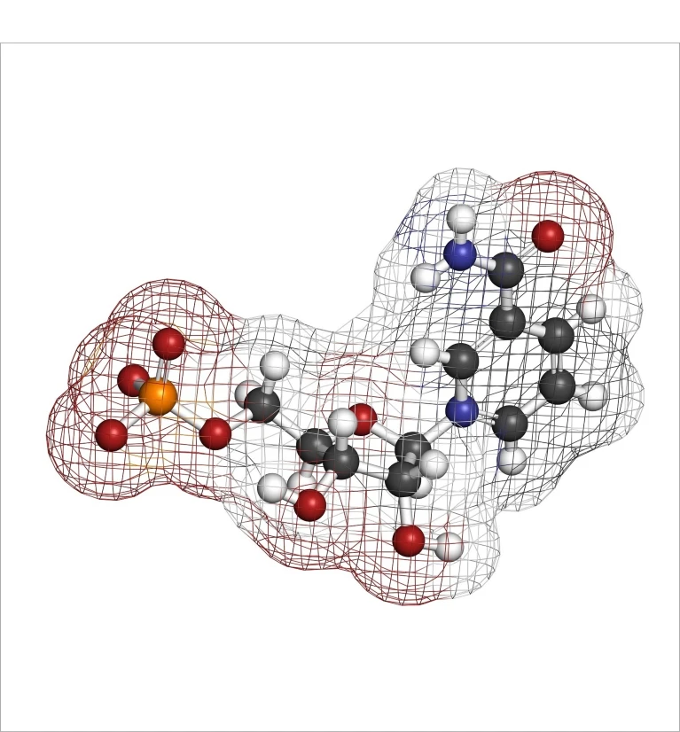 烟酰胺单核苷酸（NMN）：最新科研揭示其在衰老抑制中的关键作用