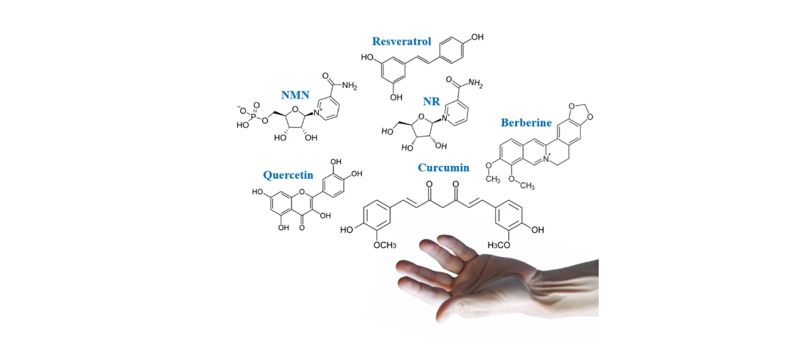 2023 年的领先长寿补充剂：NMN、NR、白藜芦醇、小檗碱、槲皮素和姜黄素